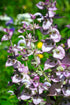 Clary Sage